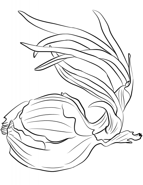 Onion coloring page image