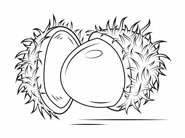 Open Rambutan coloring page image