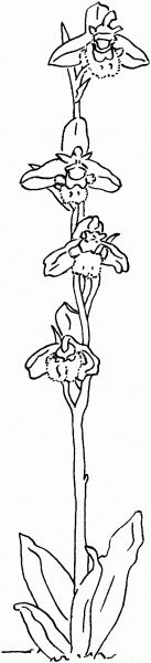 Ophrys Speculum or the Mirror of Venus Orchid coloring page image