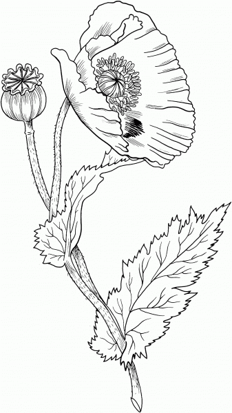 Opium Poppy coloring page image