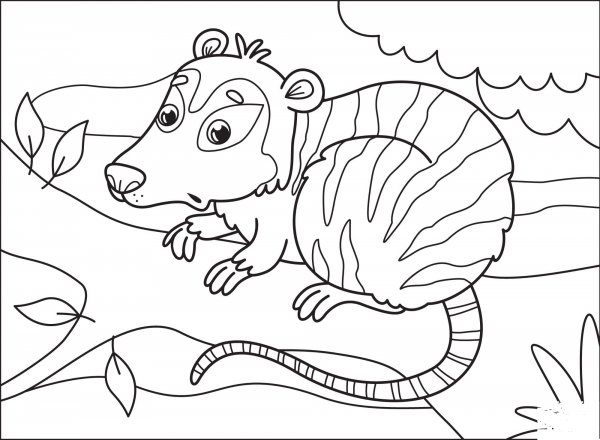 Opossum coloring page image