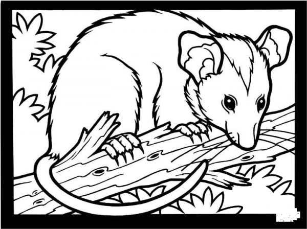 Opossum coloring page image