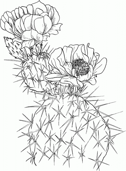 Opuntia nopal or prickly pear cactus coloring page image