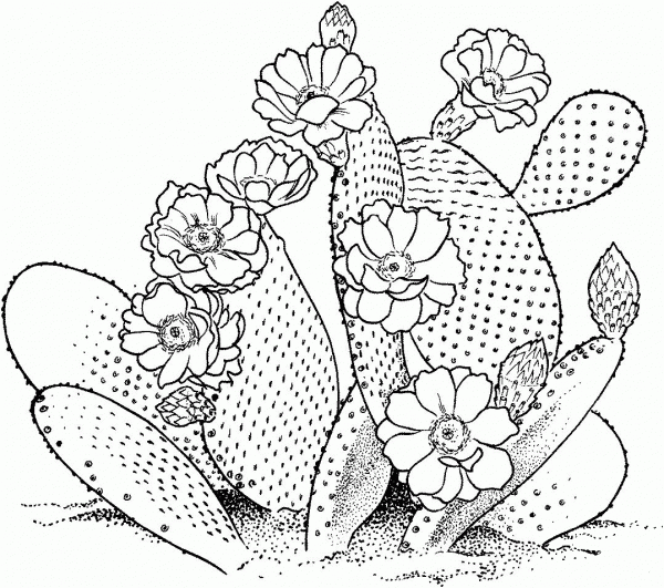 Opuntia prickly pear cactus coloring page image