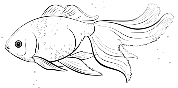 Oranda Goldfish  coloring page image