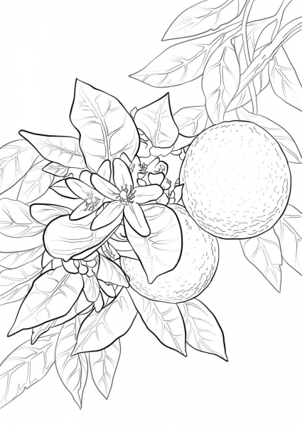 Orange Blossom coloring page image