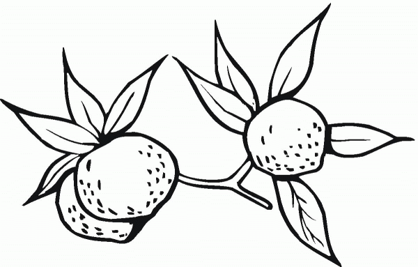 Orange coloring page image