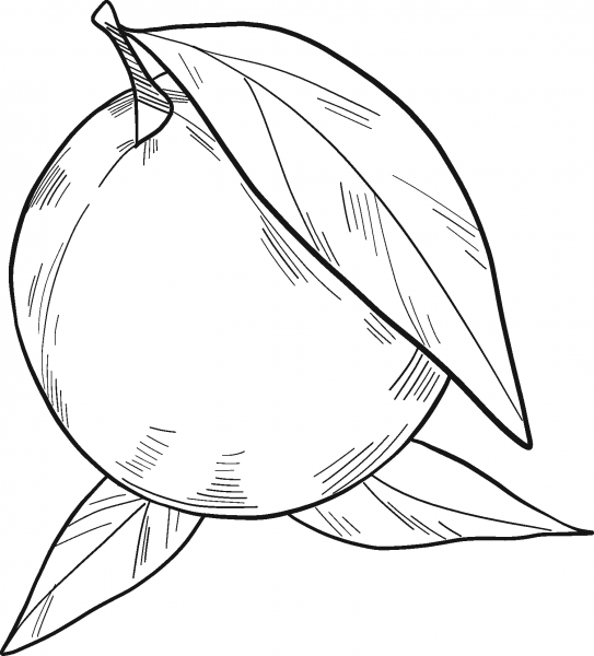 Orange coloring page image