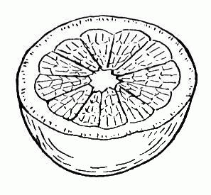 Orange coloring page image