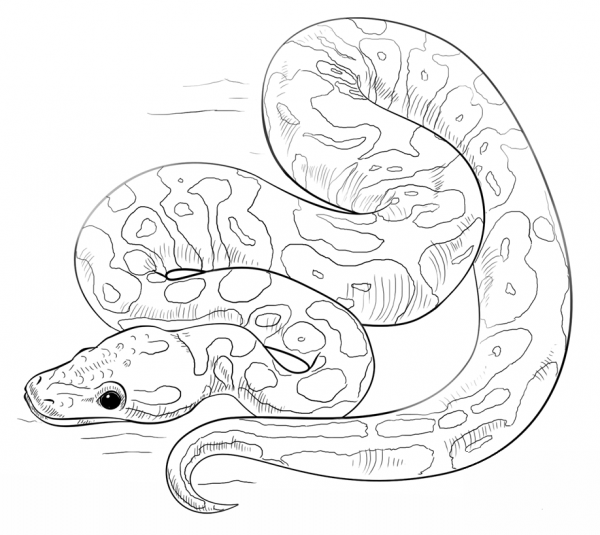 Orange ghost ball python coloring page image