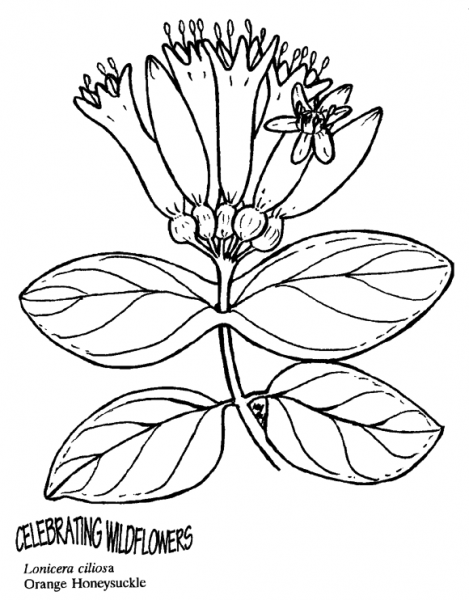 Orange Honeysuckle coloring page image