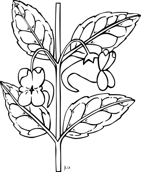 Orange Jewelweed coloring page image