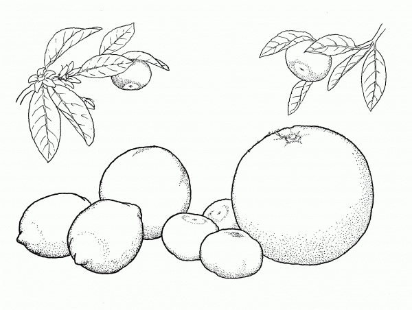 Oranges and Lemons  coloring page image