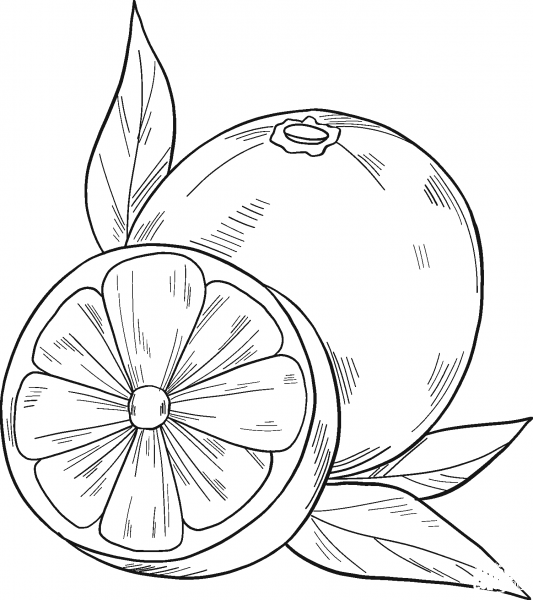 Oranges coloring page image