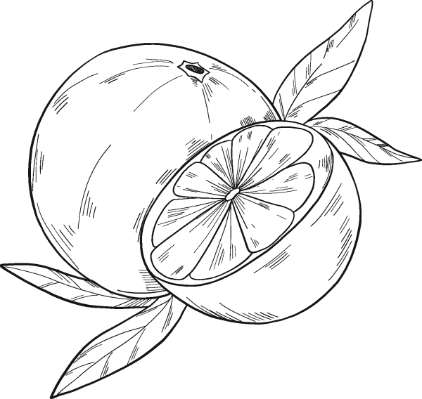 Oranges coloring page image