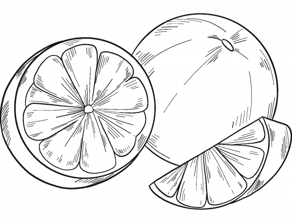 Oranges coloring page image