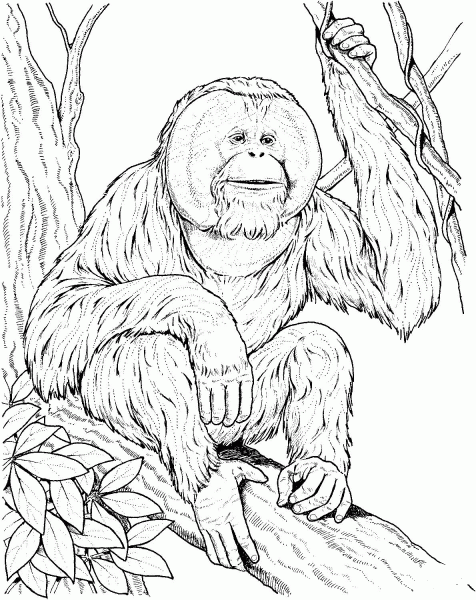 Orangutan Sits On A Branch coloring page image