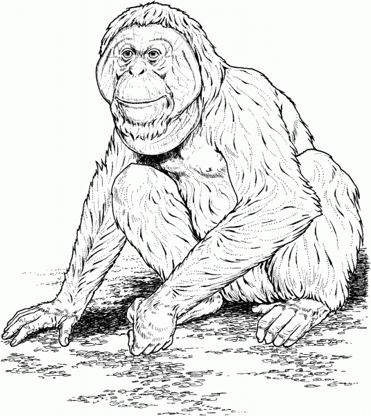 Orangutan sits on a ground coloring page image