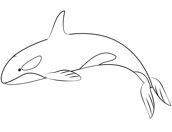 Orca Whale coloring page image