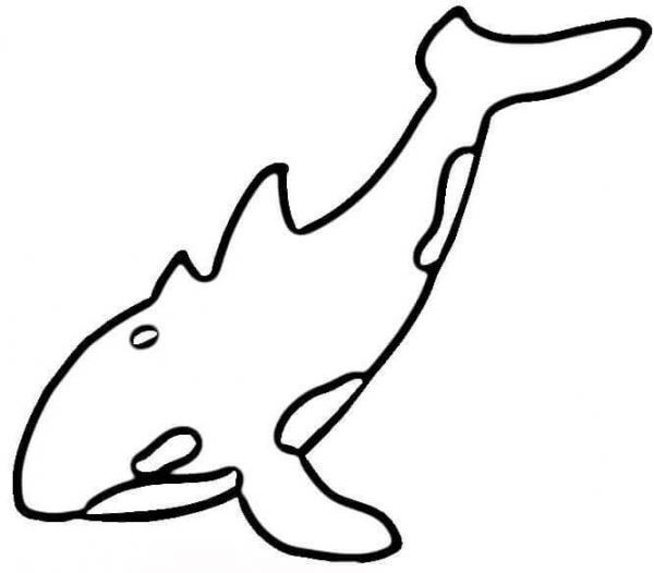 Orca whale coloring page image