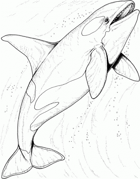Orca Whale In The Ocean coloring page image