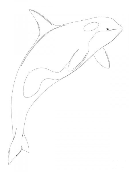 Orca Whale Shamu coloring page image