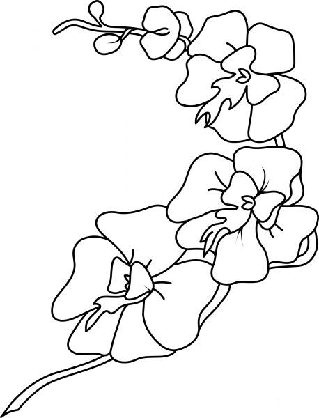 Orchid coloring page image
