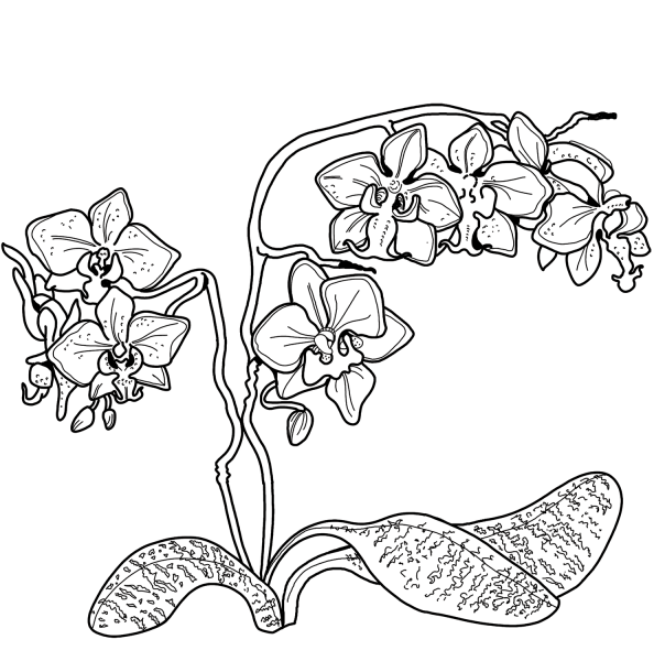 Orchid coloring page image