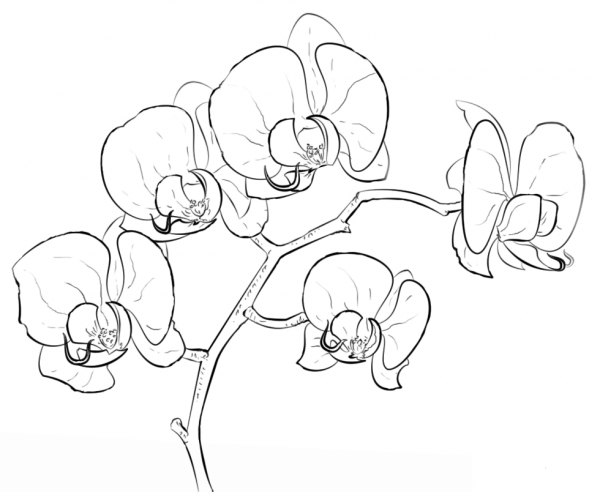 Orchid coloring page image