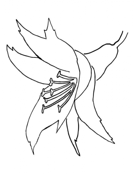 Orchid Flower  coloring page image