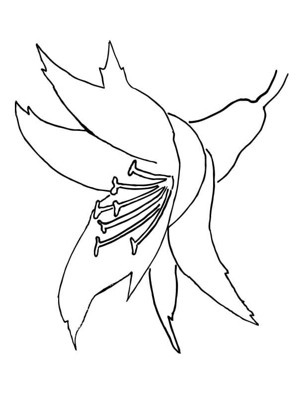 Orchid Flower coloring page - ColouringPages