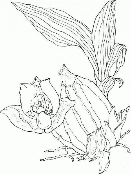 Orchid Lycaste Aromatica coloring page image
