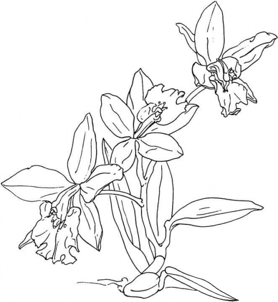 Orchids coloring page image