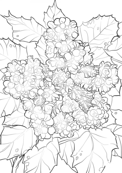 Oregon Grape Flowers coloring page image