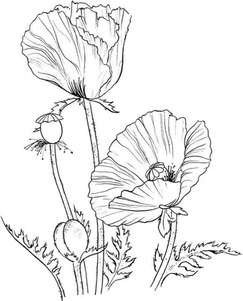Oriental poppy coloring page image
