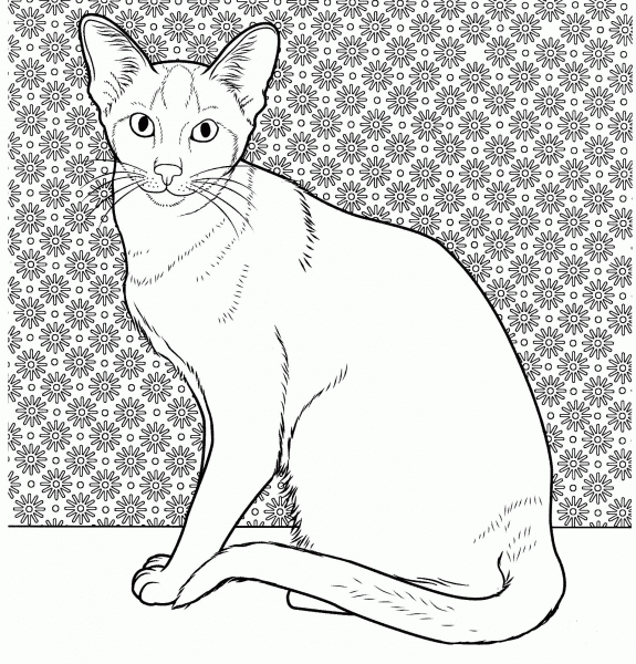 Oriental Siamese Cat  coloring page image