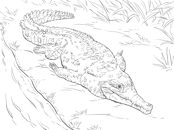 Orinoco Crocodile coloring page image