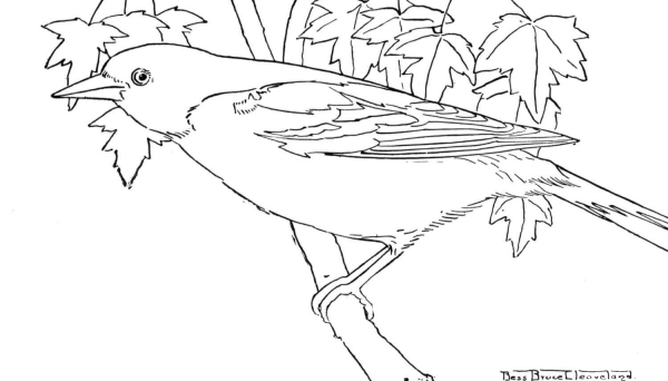 Oriole Bird  coloring page image