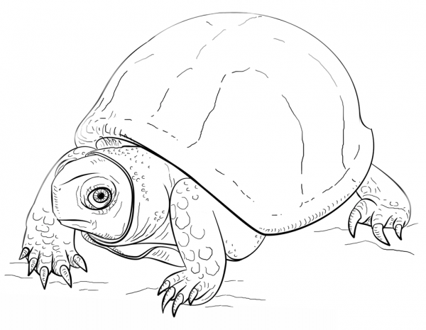 Ornate Box Turtle coloring page image