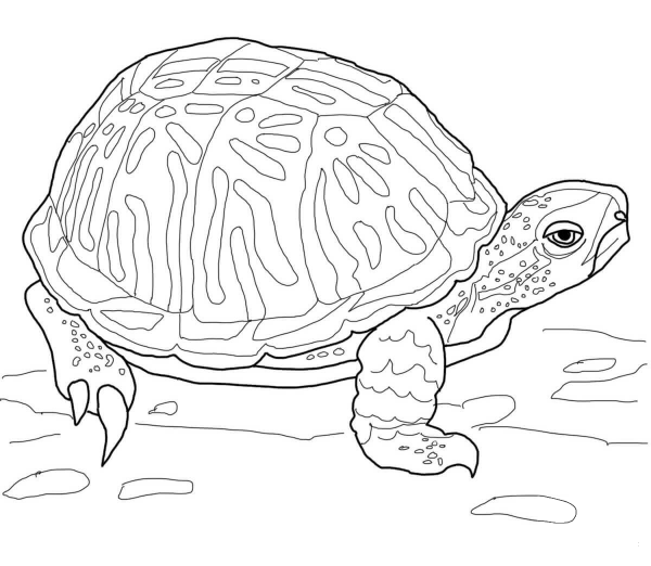 Ornate Box Turtle coloring page image