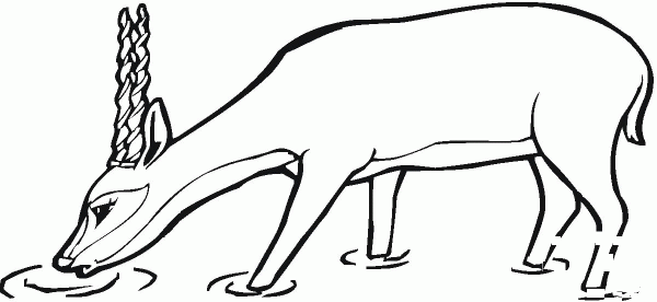 Oryx Antelope coloring page image
