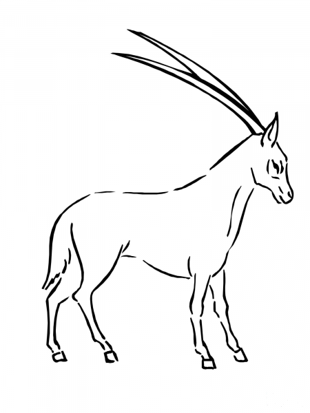 Oryx  coloring page image