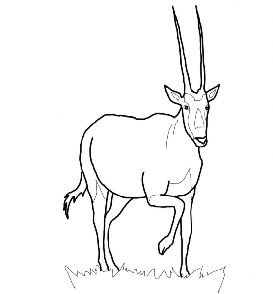 Oryx Gemsbok coloring page image