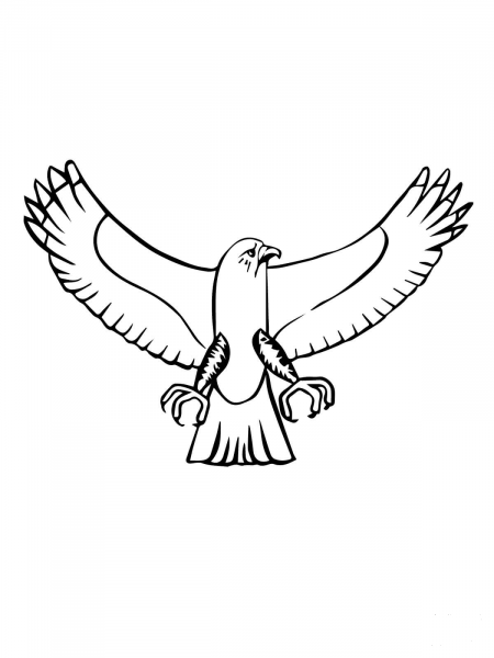Osprey Bird coloring page image