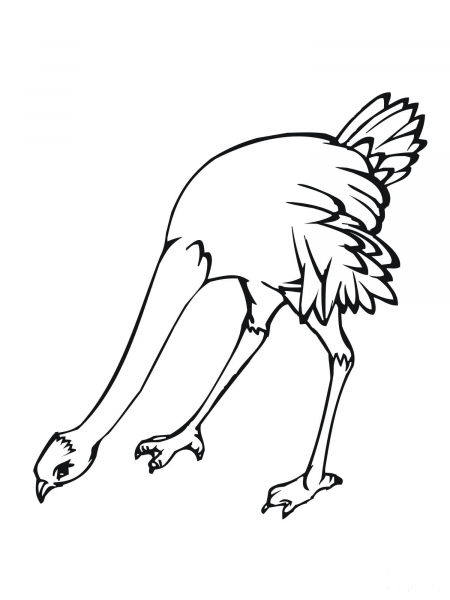 Ostrich Bird coloring page image