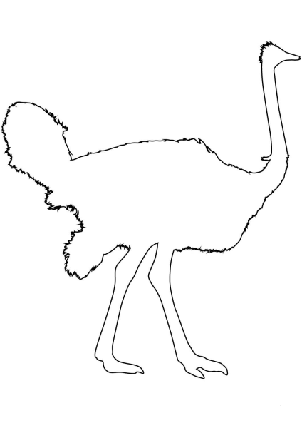 Ostrich Bird Outline  coloring page image