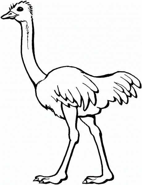 Ostrich  coloring page image