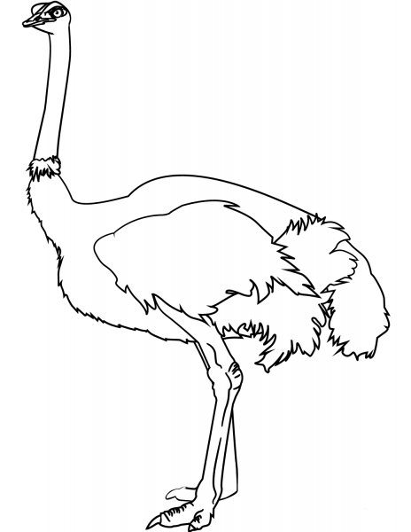 Ostrich coloring page image