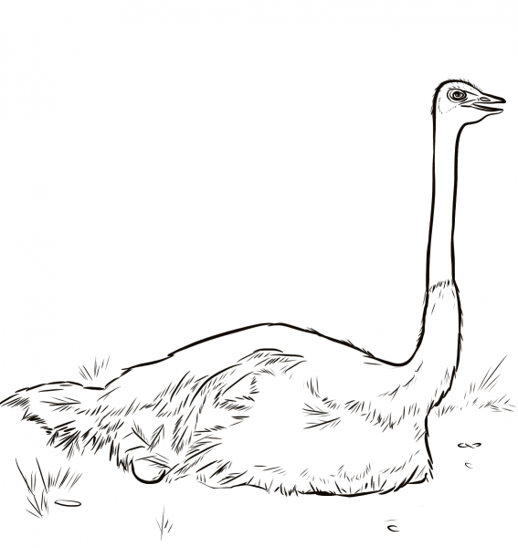 Ostrich Nesting coloring page image