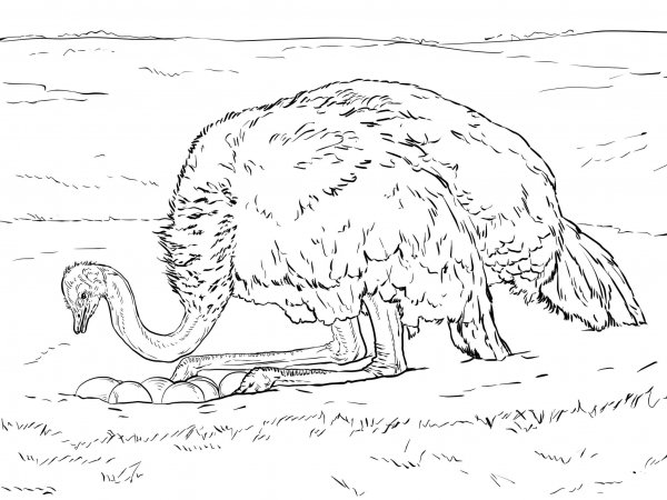 Ostrich on Nest with Eggs coloring page image